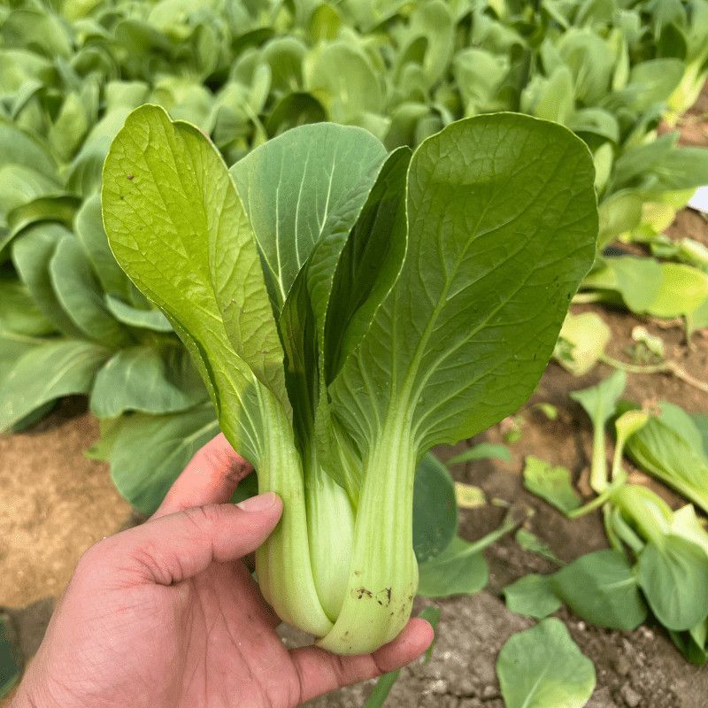 抗热605青菜种子耐热耐涝青抗病蔬菜种籽