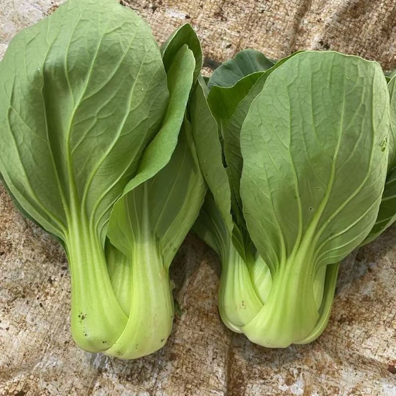 抗热605青菜种子耐热耐涝青抗病蔬菜种籽