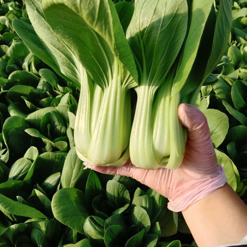 抗热605青菜种子耐热耐涝青抗病蔬菜种籽