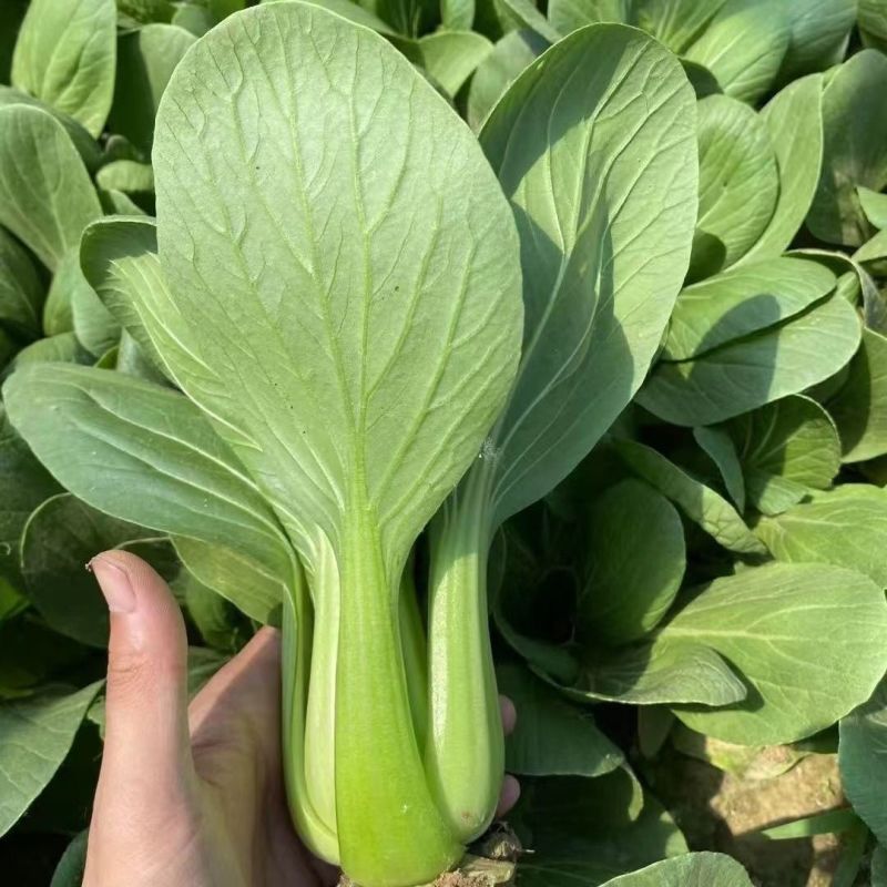 抗热605青菜种子耐热耐涝青抗病蔬菜种籽