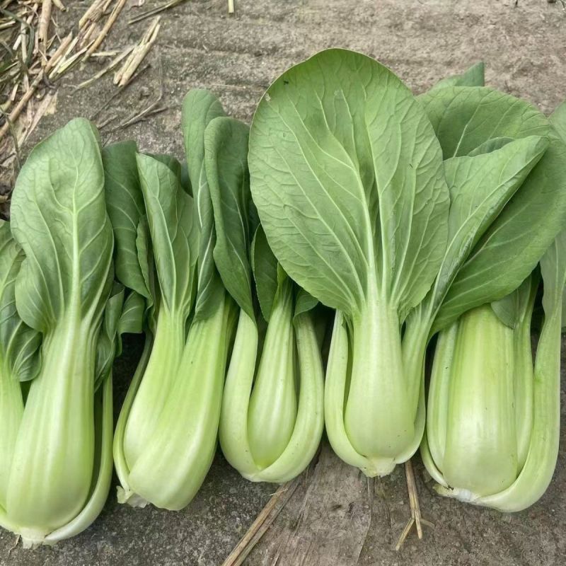 抗热605青菜种子耐热耐涝青抗病蔬菜种籽