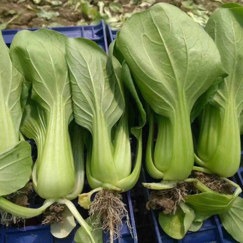 抗热605青菜种子耐热耐涝青抗病蔬菜种籽