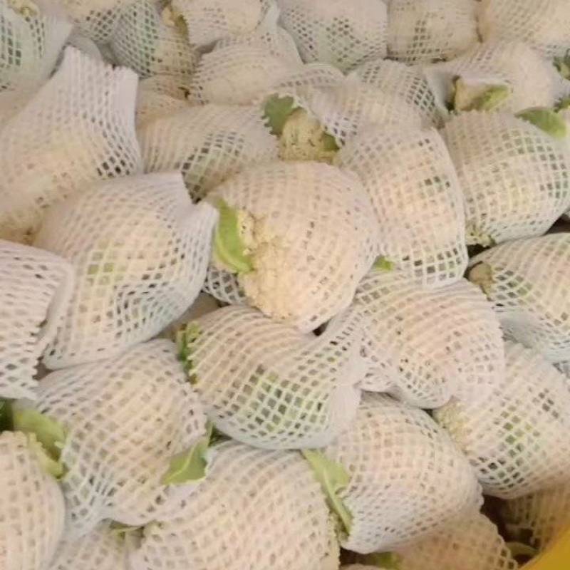 松散小米粒，雪白无黄斑，球形圆润饱满，单颗两到三斤