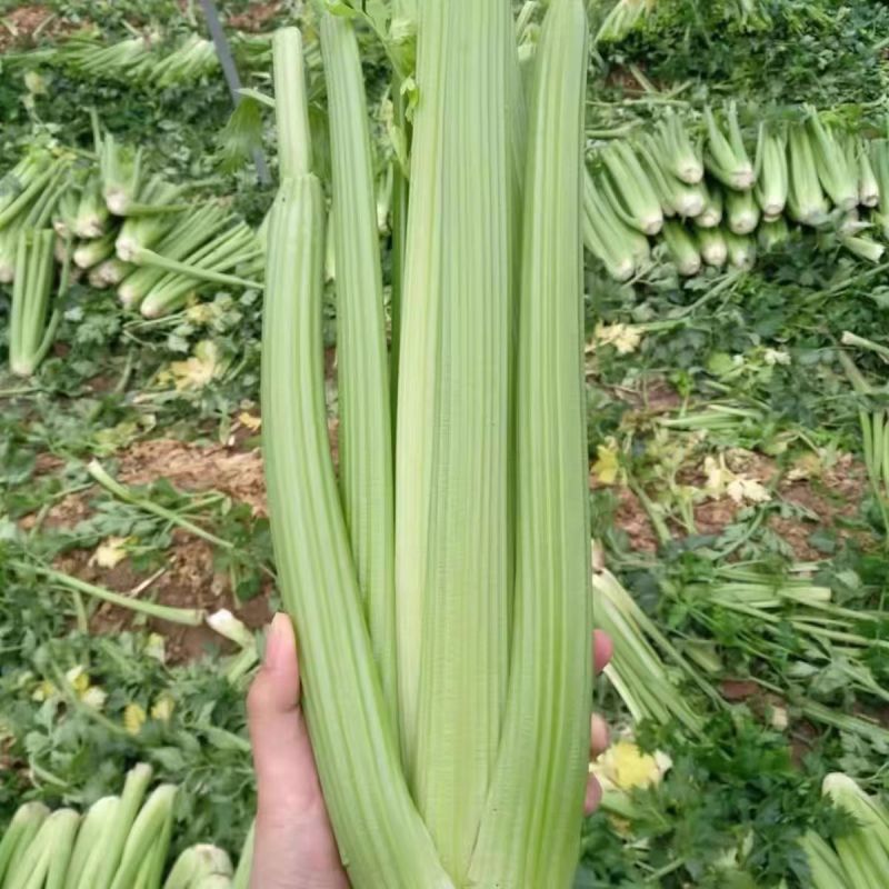 PS-2皇后西芹种子耐热耐低温早熟速生黄嫩实心芹菜香芹种