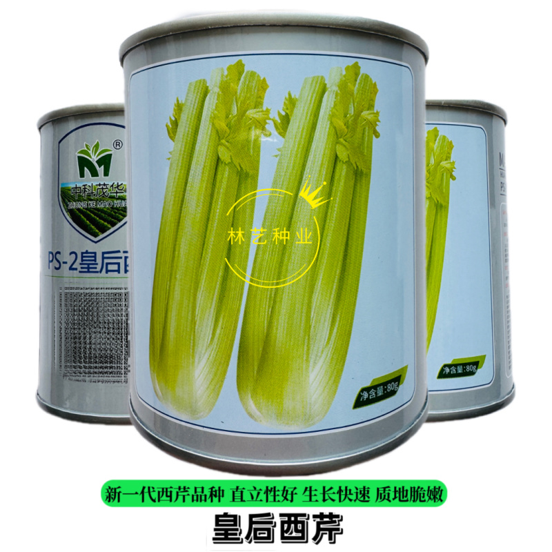 PS-2皇后西芹种子耐热耐低温早熟速生黄嫩实心芹菜香芹种