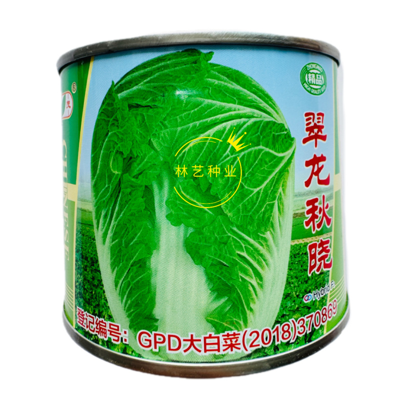 翠龙秋晓大白菜种子早熟杂交高产抗病黄心秋播冬储白菜