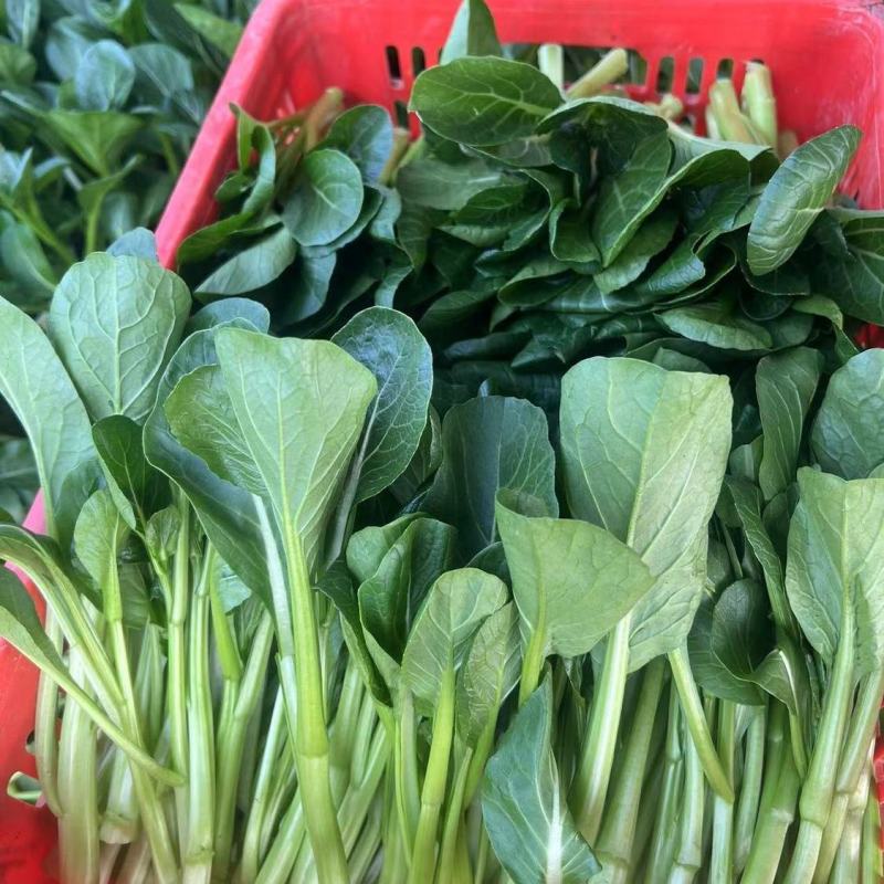 玉农油青迟花甜菜心种子耐热苔粗大翠绿质脆嫩菜苔种籽