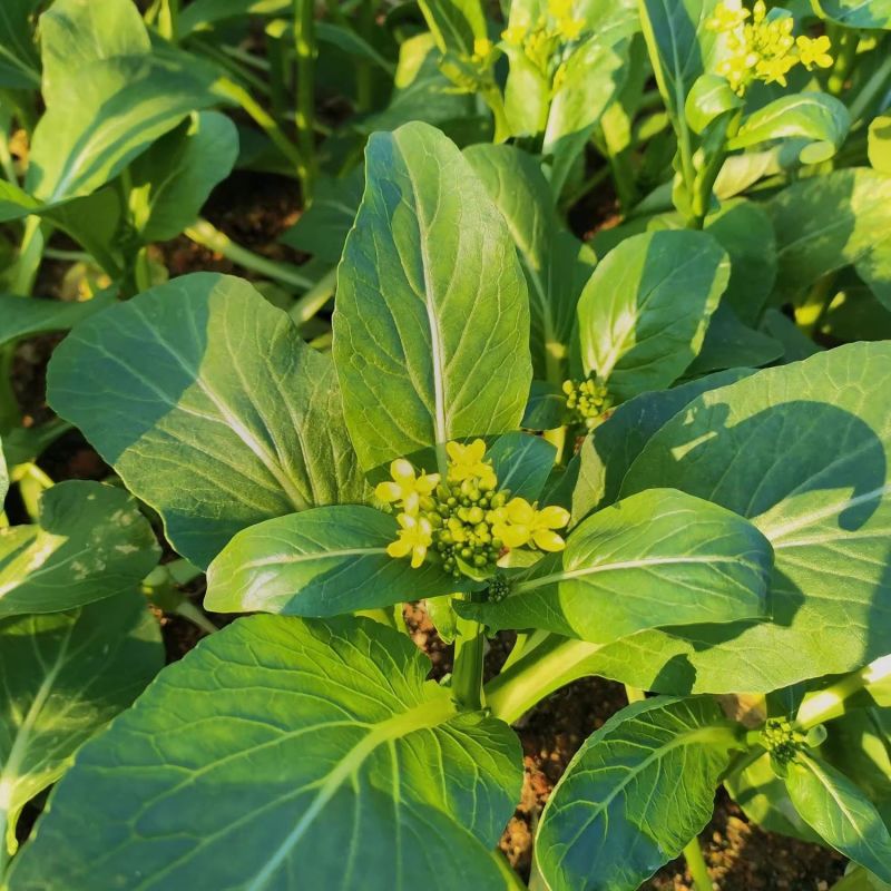 玉农油青迟花甜菜心种子耐热苔粗大翠绿质脆嫩菜苔种籽