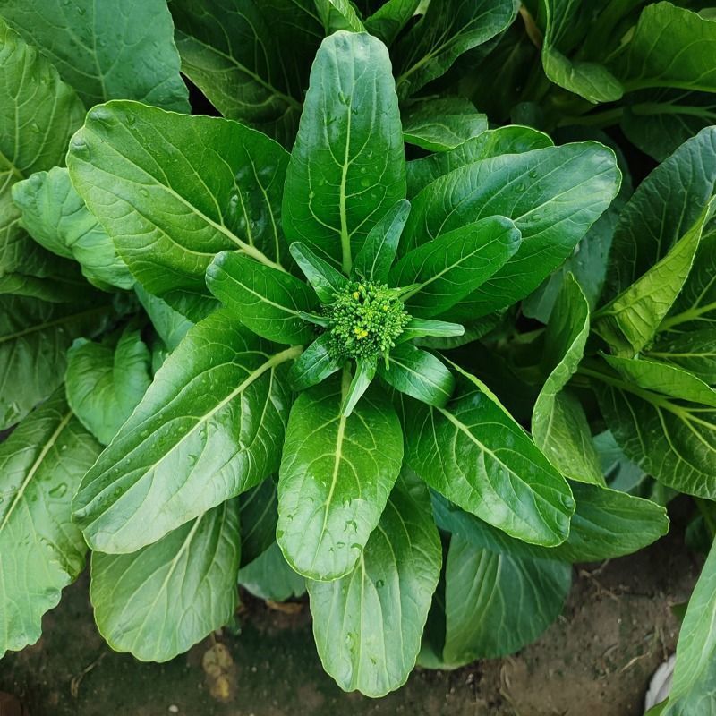 玉农油青迟花甜菜心种子耐热苔粗大翠绿质脆嫩菜苔种籽