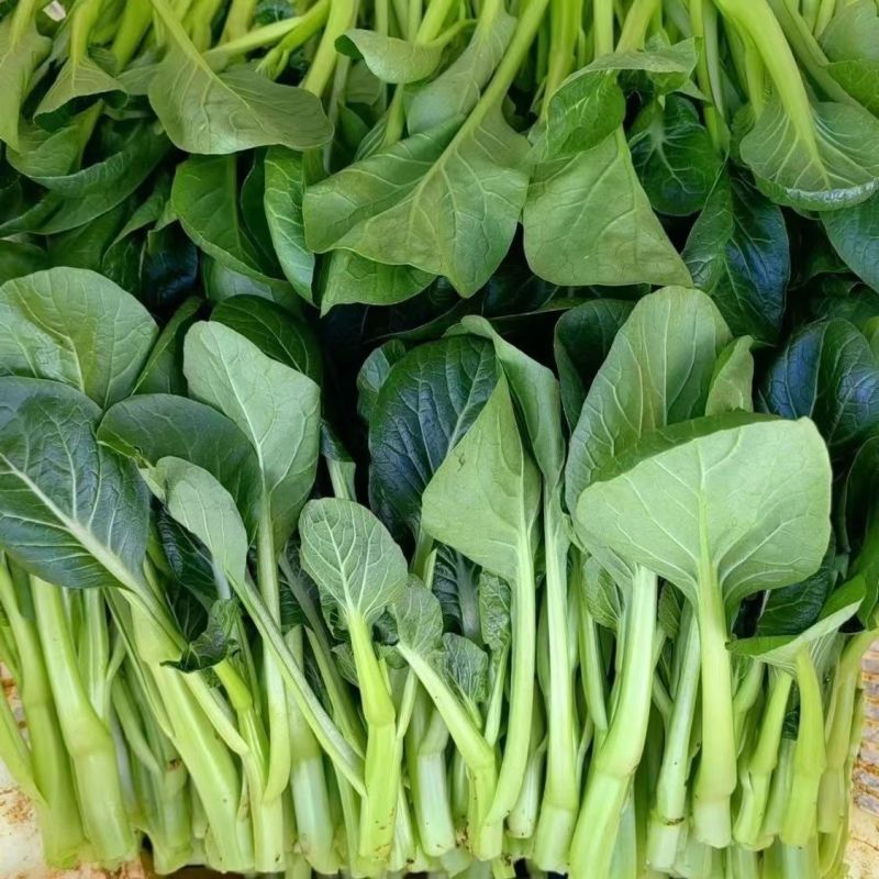 玉农油青迟花甜菜心种子耐热苔粗大翠绿质脆嫩菜苔种籽