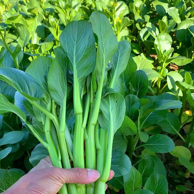 玉农油青迟花甜菜心种子耐热苔粗大翠绿质脆嫩菜苔种籽