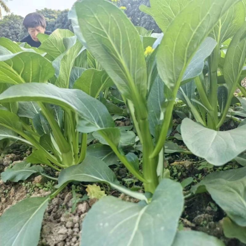 新西兰878粗油青甜菜心种子60-70天粗条迟花菜心叶