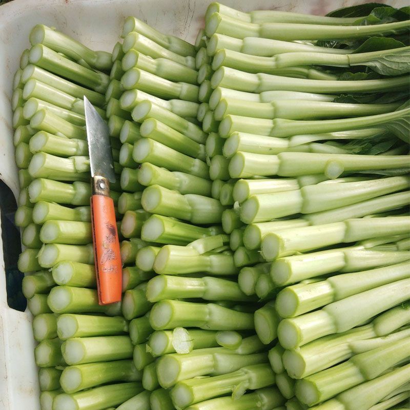 新西兰878粗油青甜菜心种子60-70天粗条迟花菜心叶