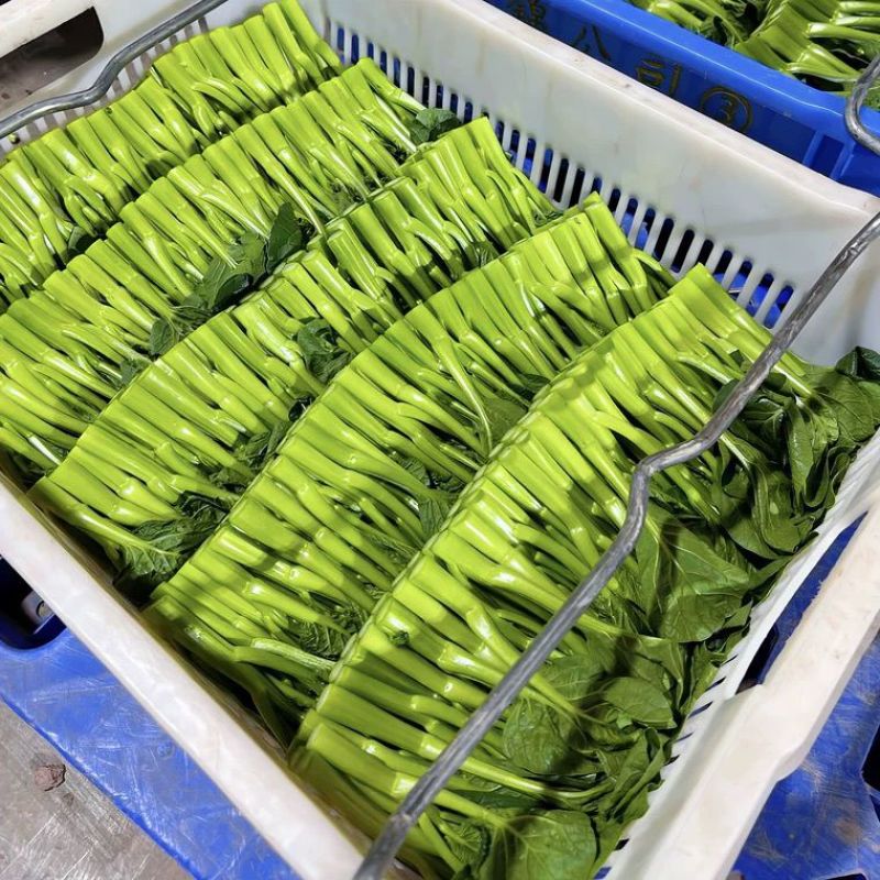 新西兰878粗油青甜菜心种子60-70天粗条迟花菜心叶