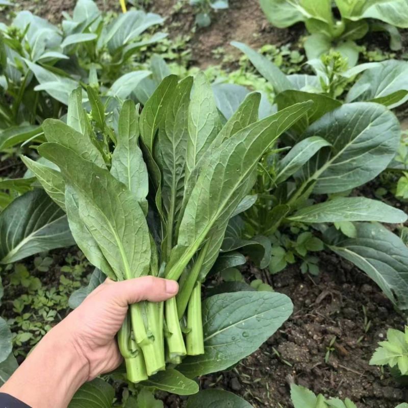 新西兰878粗油青甜菜心种子60-70天粗条迟花菜心叶