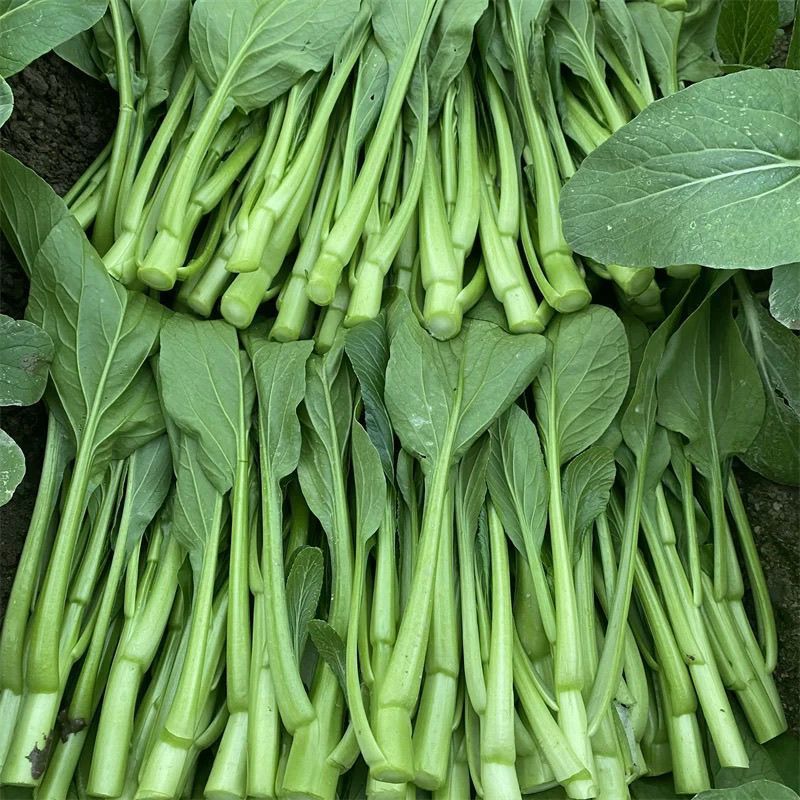 新西兰878粗油青甜菜心种子60-70天粗条迟花菜心叶