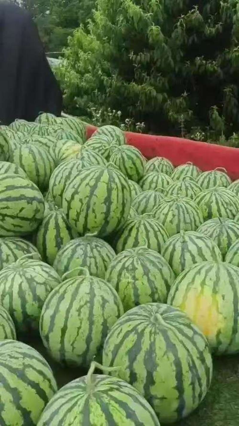 美都麒麟瓜8424个大皮薄，口感纯甜，欢迎老板前来选购。