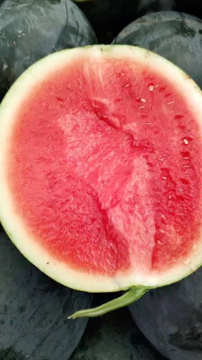 精品黑皮无籽西瓜产地供应量大从优质量保证欢迎咨询