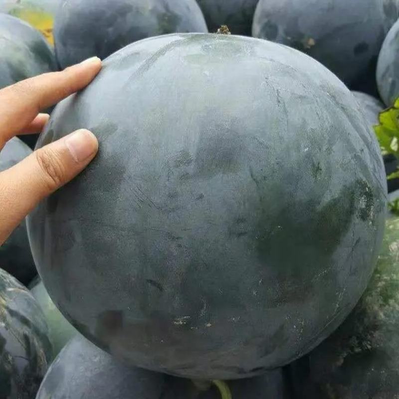 精品黑皮无籽西瓜产地供应量大从优质量保证欢迎咨询