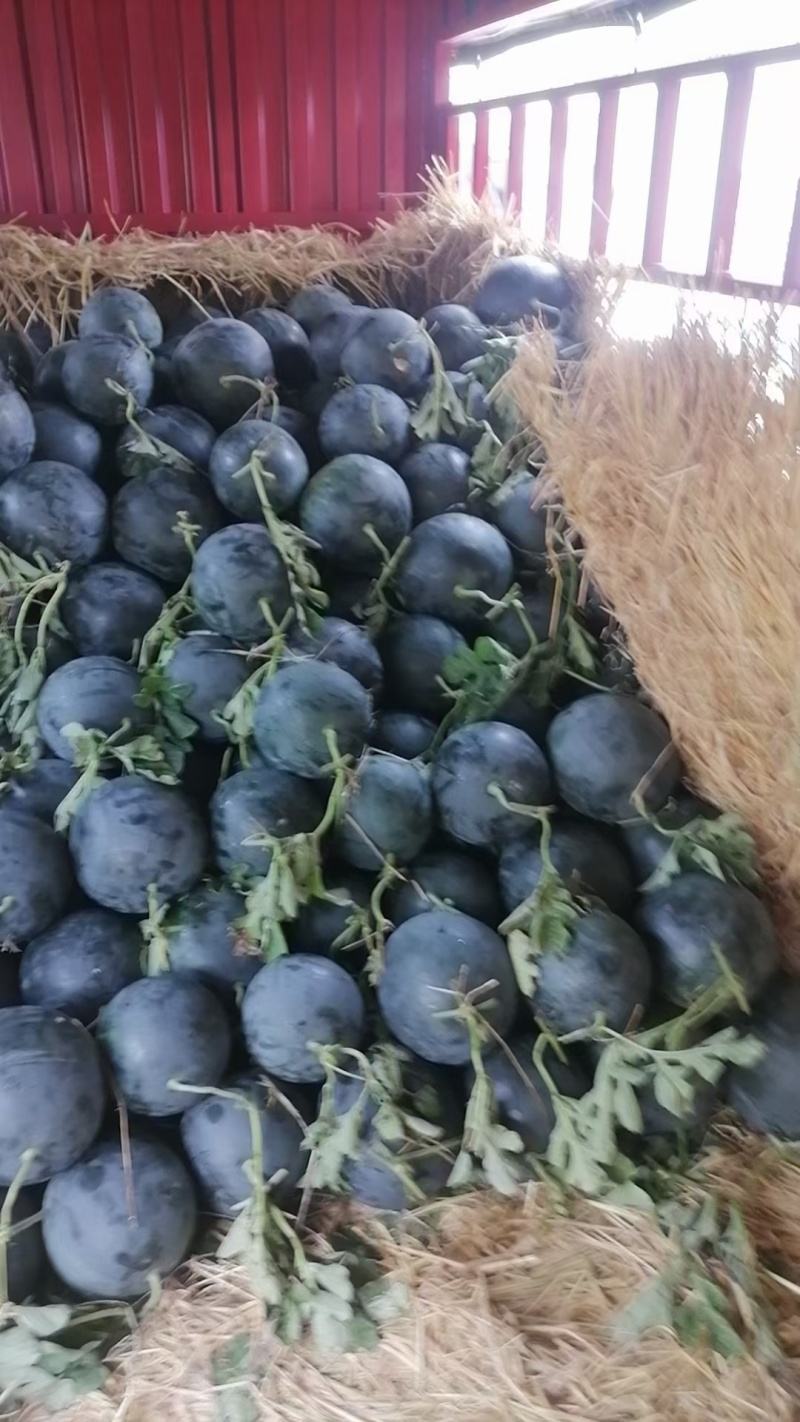 精品黑皮无籽西瓜产地供应量大从优质量保证欢迎咨询
