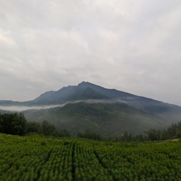 古蔺赶黄草