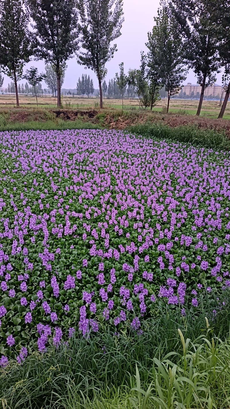 水仙花，水芙蓉