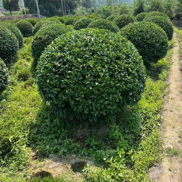 茶梅球冠幅:1m、1.2m、1.5m，基地有量，欢迎来订