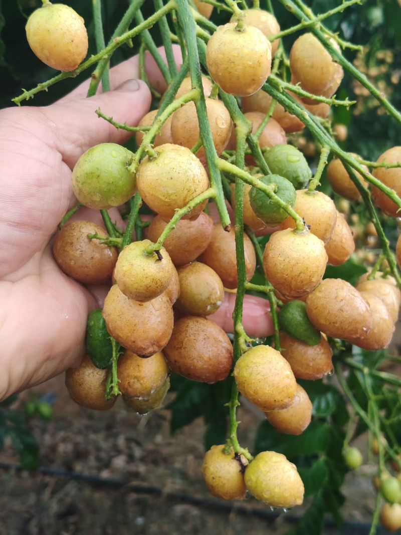 黄皮