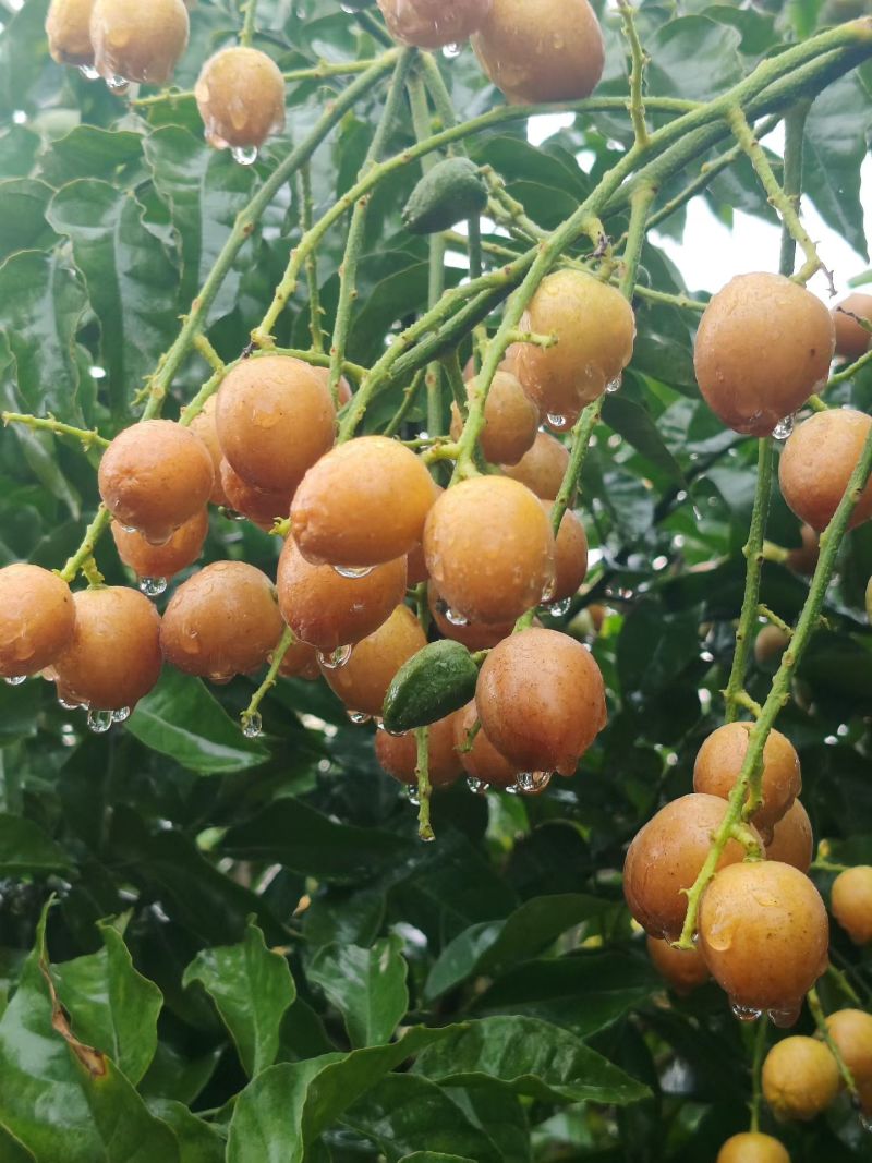 黄皮