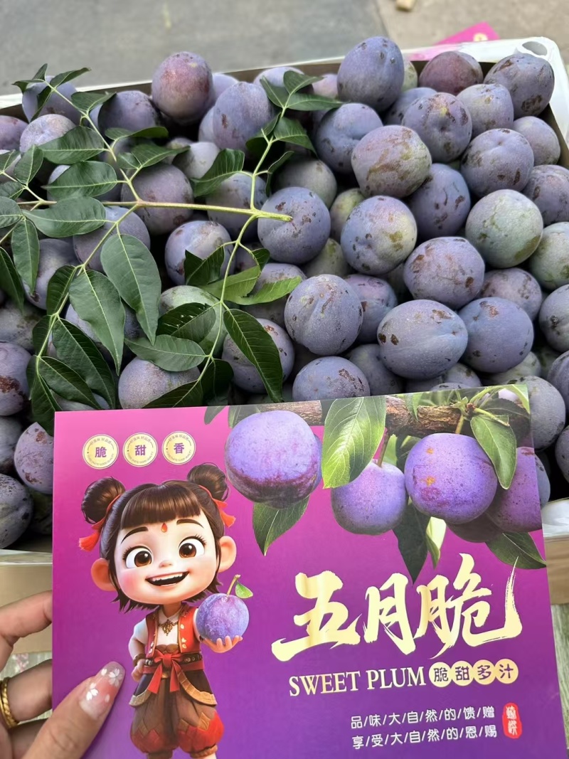 汉源五月脆李子量上市，口感甜，电商货市场货都有需要的联系