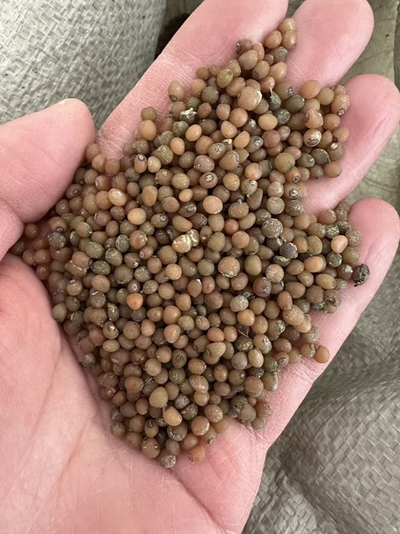 黄精种子基地直发大量供应改良高产发芽率高技术指导