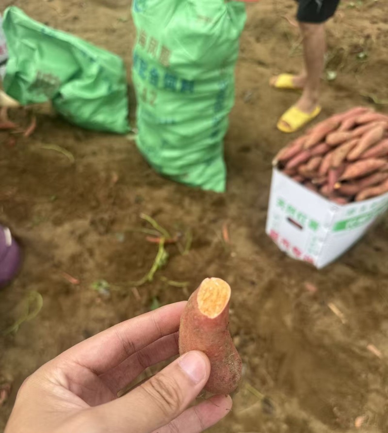 有冬季西瓜红薯与春季西瓜红薯直供
