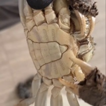 精品六月黄