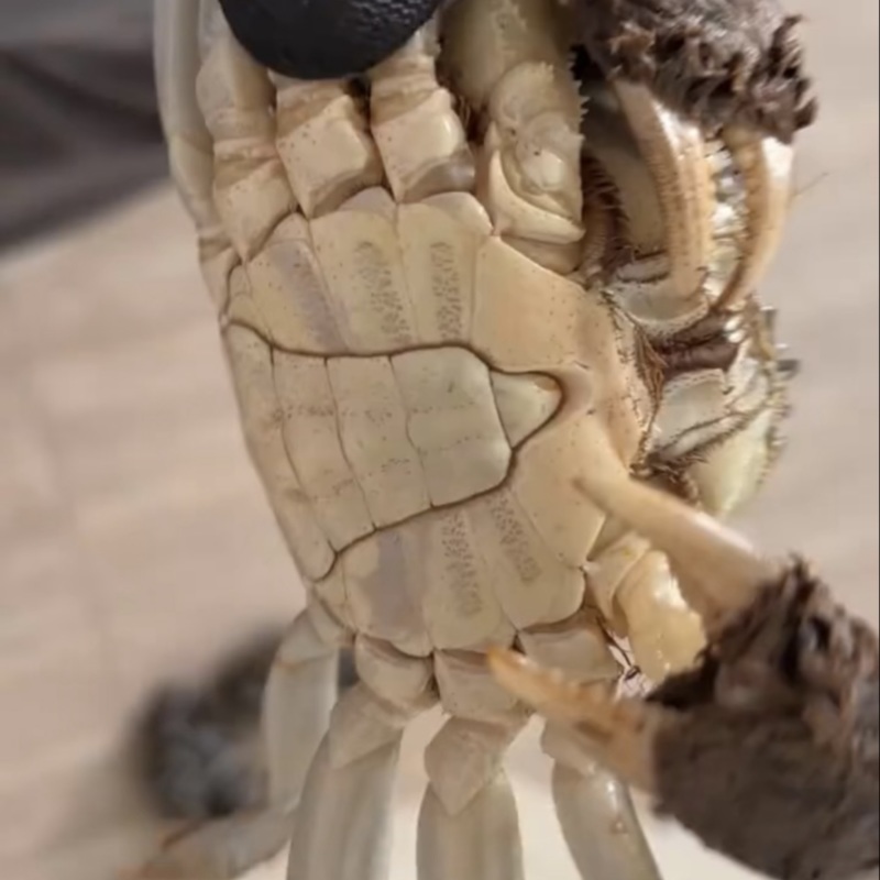 精品六月黄