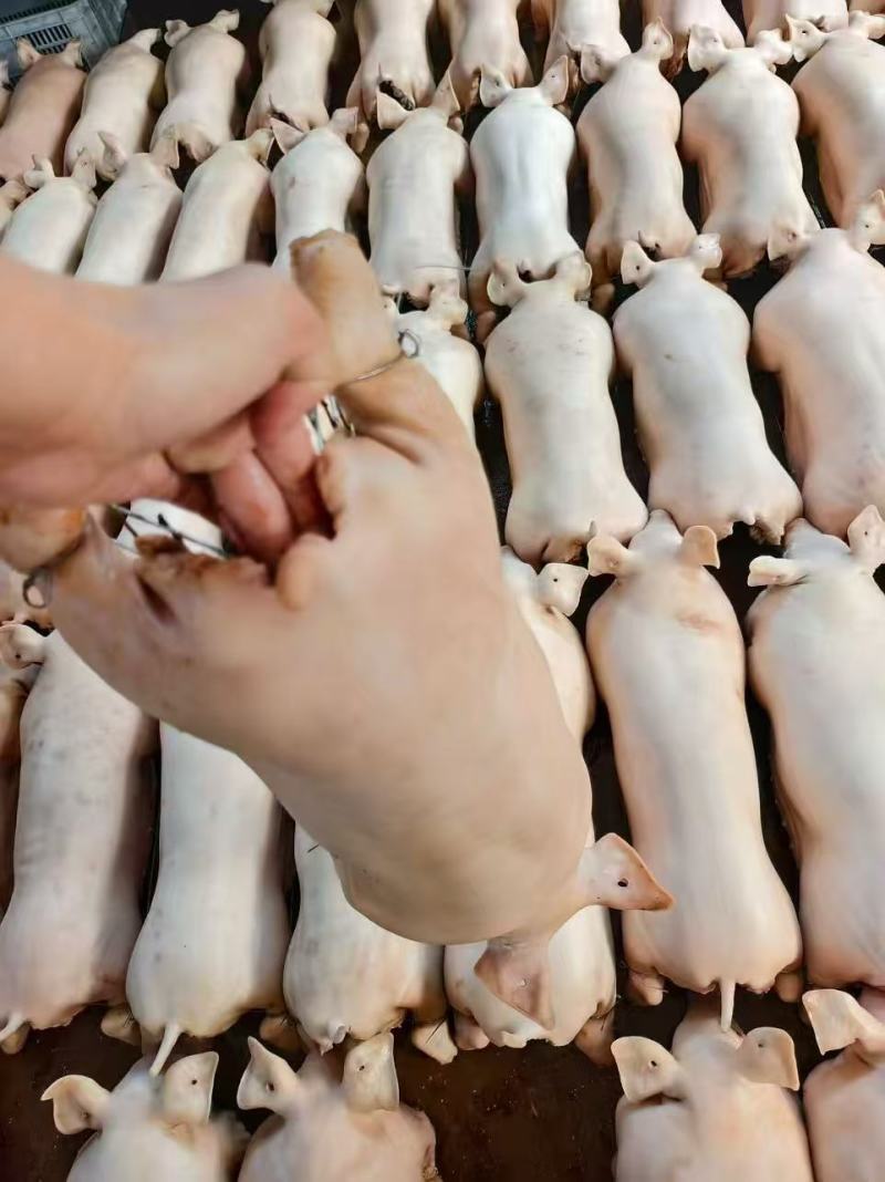乳猪批发，源头屠宰场直供，无中间商赚差价，量大从优
