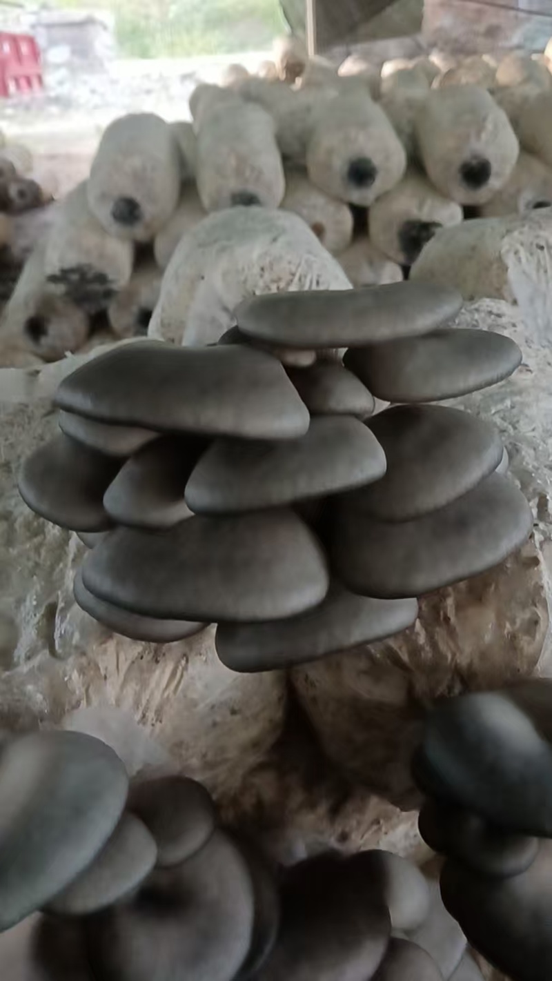 平菇专用着色增产防冻营养剂