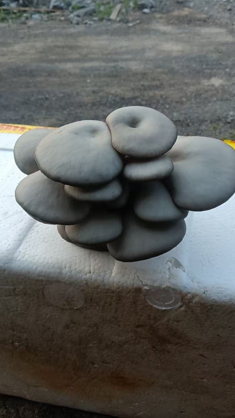 平菇专用着色增产防冻营养剂