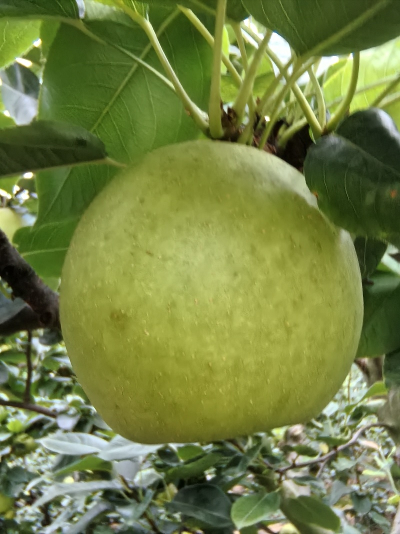 翠冠梨