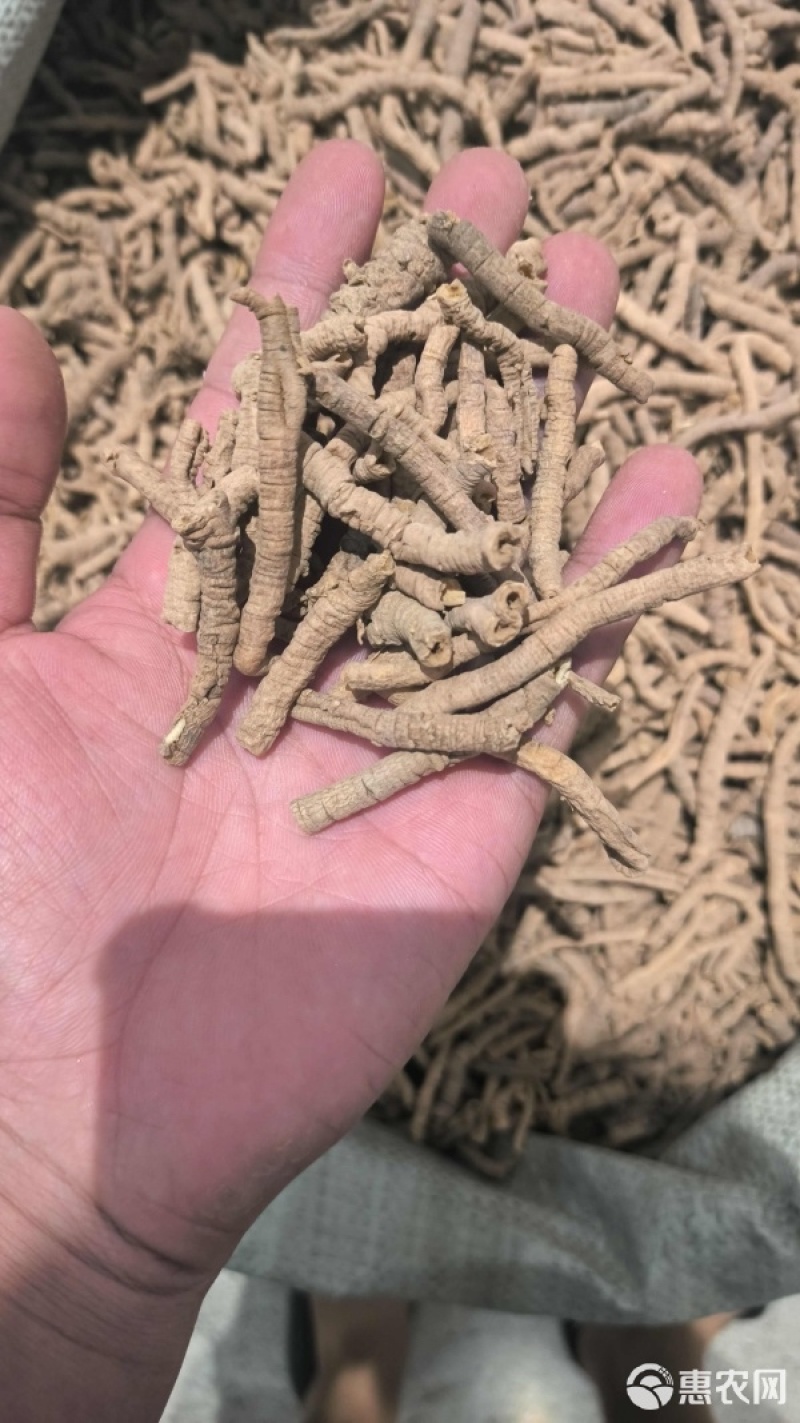 远志种子中药材远志籽水洗新籽包发芽批发零售技术指导