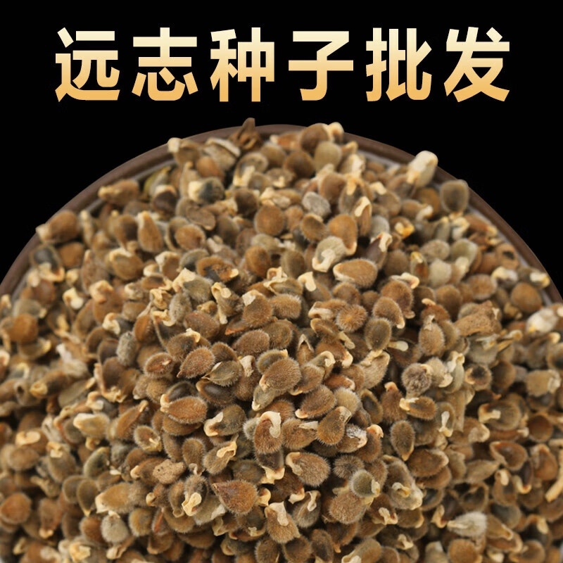 远志种子中药材远志籽水洗新籽包发芽批发零售技术指导