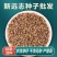远志种子水洗远志籽干净无杂质发芽率高耐寒耐干旱