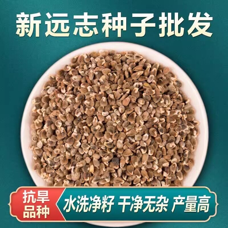 远志种子水洗远志籽干净无杂质发芽率高耐寒耐干旱