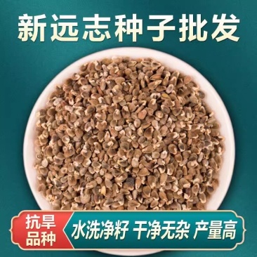远志种子水洗远志籽干净无杂质发芽率高耐寒耐干旱