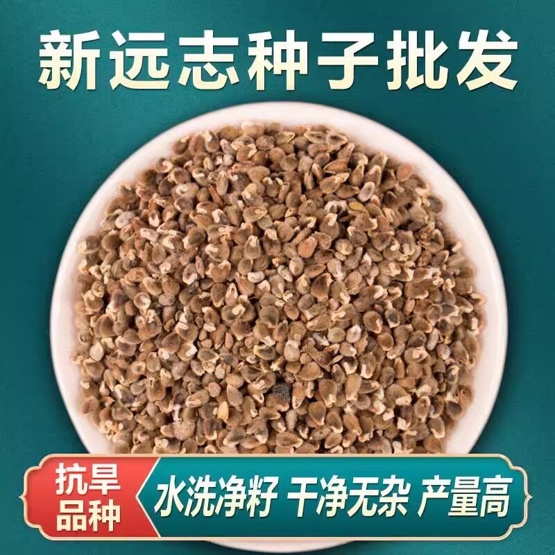 远志种子水洗远志籽干净无杂质发芽率高耐寒耐干旱
