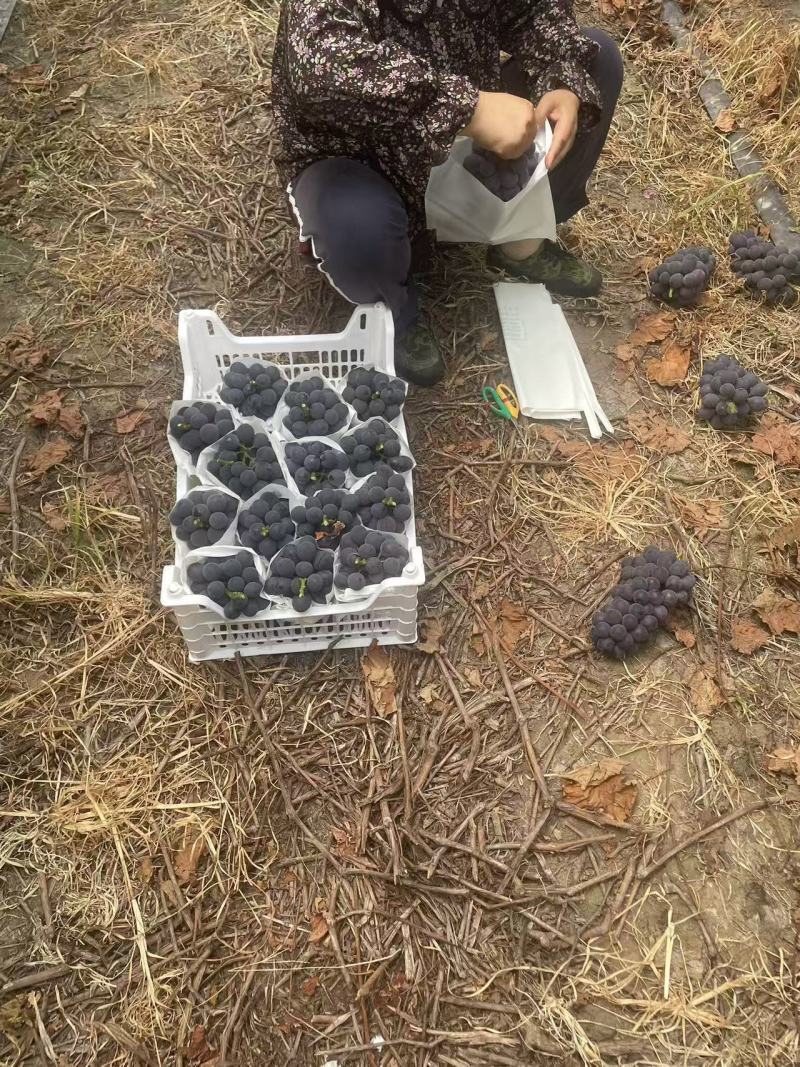 江苏巨峰葡萄清甜可口价格美丽对接全国量大从优热卖