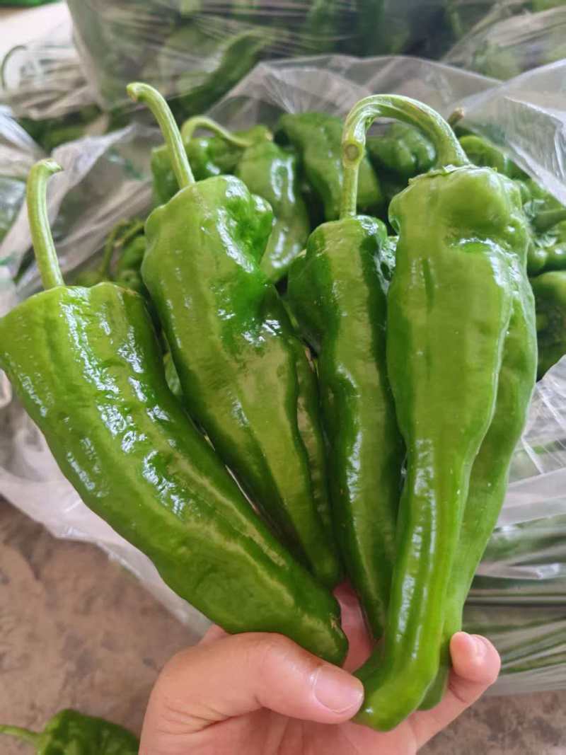安徽薄皮椒大量接单产地直发量大从优欢迎来电
