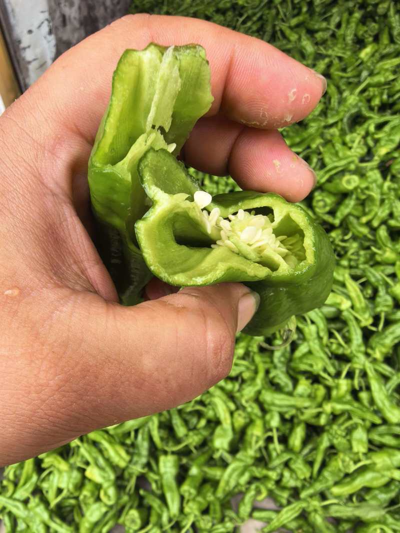 安徽薄皮椒大量接单产地直发量大从优欢迎来电