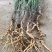 远志种子水洗远志籽干净无杂质发芽率高耐寒耐干旱