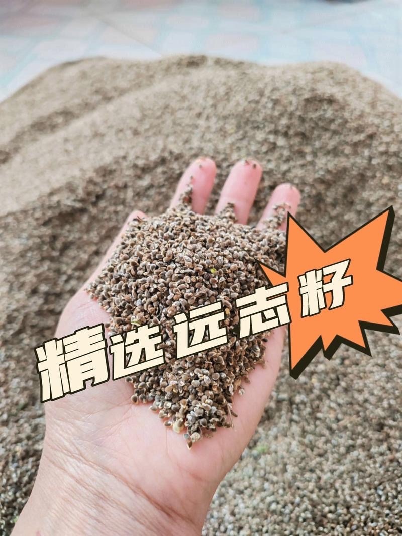 远志种子水洗远志籽干净无杂质发芽率高耐寒耐干旱
