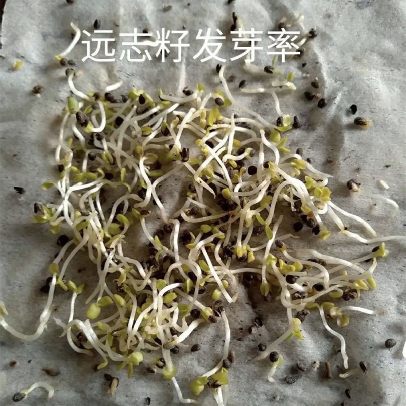 远志种子水洗远志籽干净无杂质发芽率高耐寒耐干旱